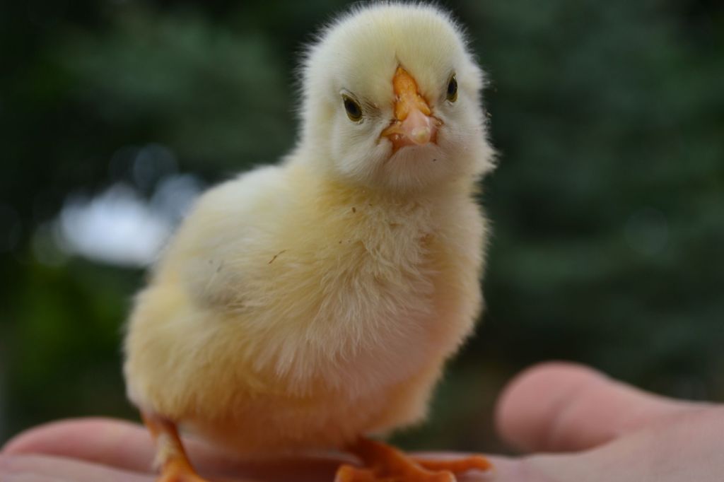 A Rooster Called&nbsp;Pepe